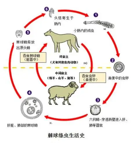 犬绦虫病(全套充新是什么意思)