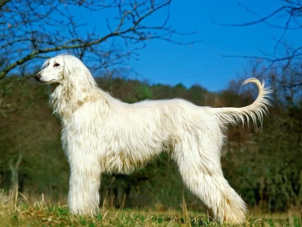 阿富汗犬(阿富汗犬为什么禁养)