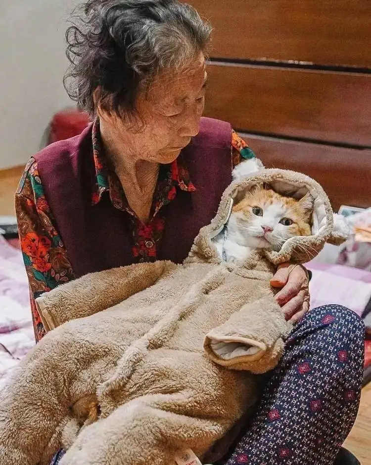 会叫奶奶的猫(会叫奶奶的猫咪)