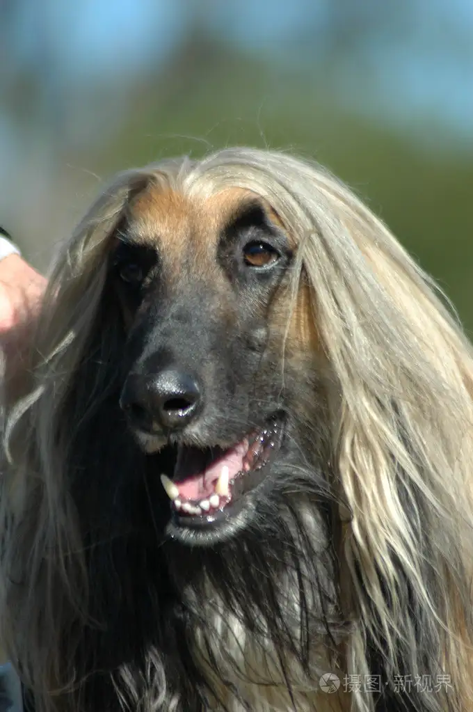 阿富汗犬(阿富汗犬为什么禁养)