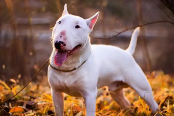 中国十大禁犬(中国十大禁犬 比特犬)