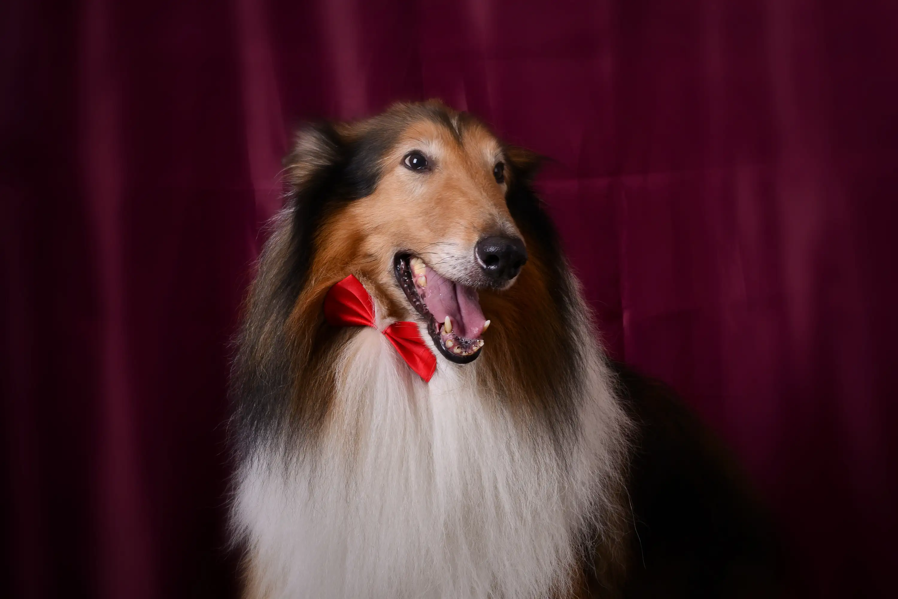 苏格兰牧羊犬(苏格兰牧羊犬价钱)