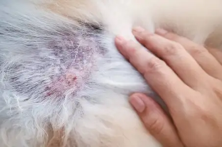 犬皮肤病(犬皮肤病显微镜图片)