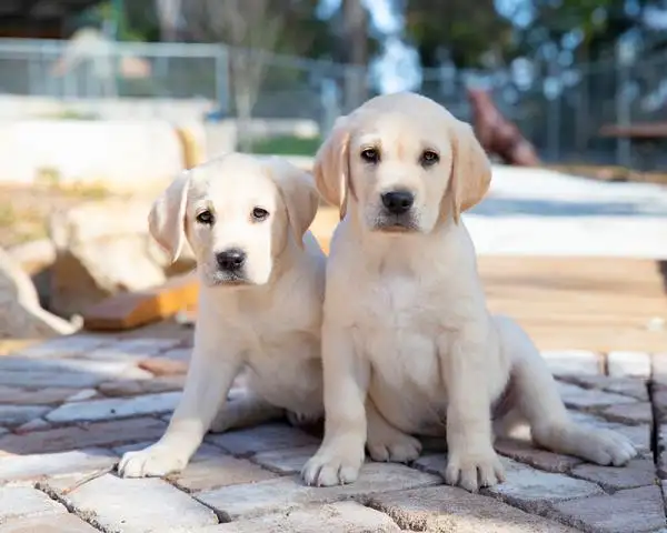 中小型犬(边牧是中大型犬还是中小型犬)