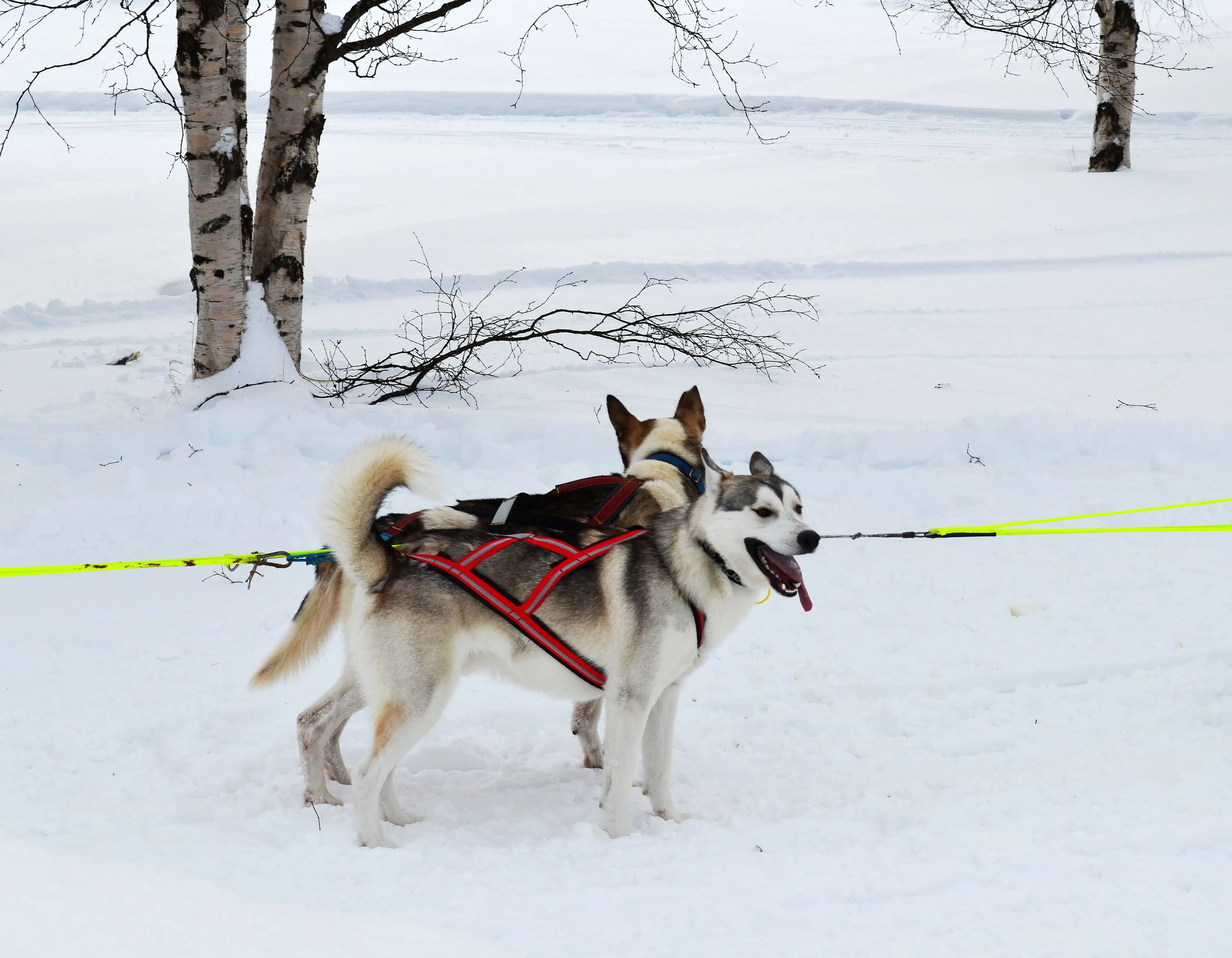 雪橇狗吃什么(雪橇犬吃些什么食物)