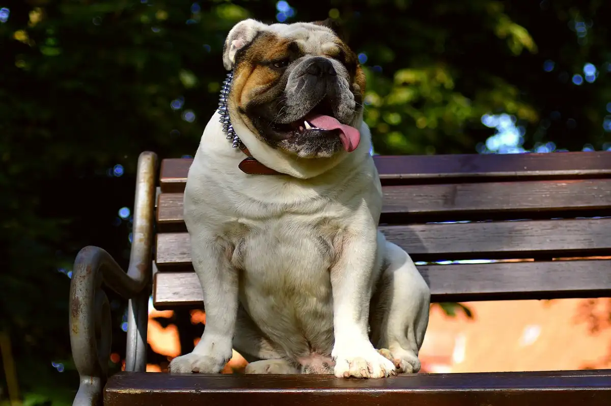 英国斗牛犬俱乐部(英国斗牛犬视频大全)