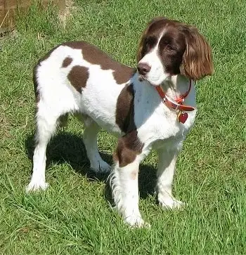 英国激飞猎犬(英国激飞猎犬价格)