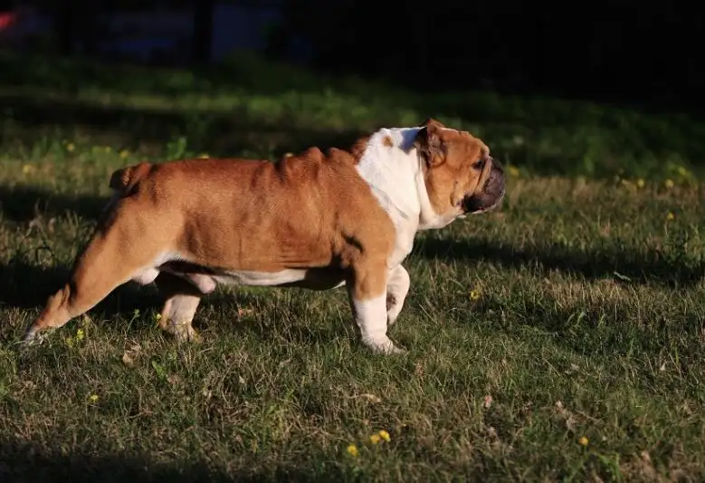 英国斗牛犬价格(英国斗牛犬吧百度贴吧)