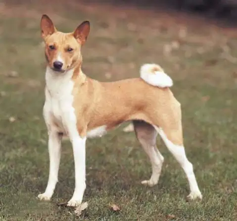 贝生吉犬(贝生吉犬智商高吗)