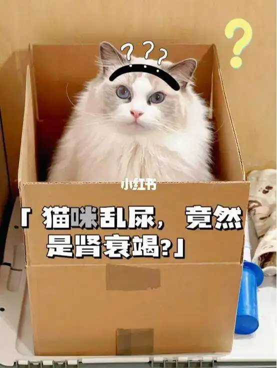 猫咪肾衰(猫咪肾衰竭早期症状)