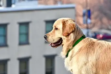 墨西哥斗牛犬(墨西哥斗牛犬咬人视频)