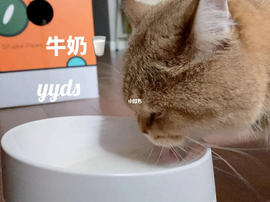 猫咪爱牛奶(猫咪爱牛奶小游戏)