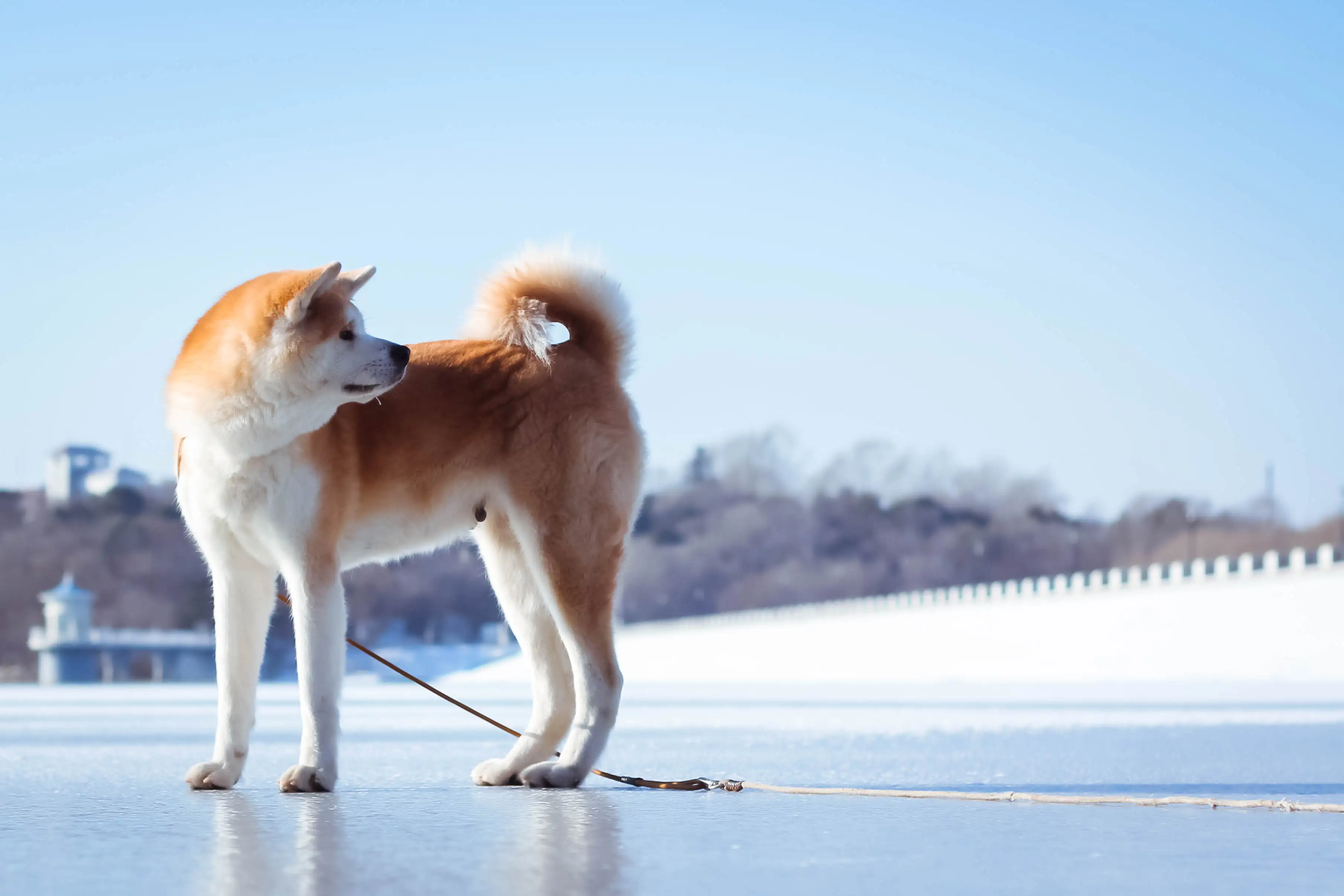 秋田犬智商(秋田犬智商相当于人类几岁)