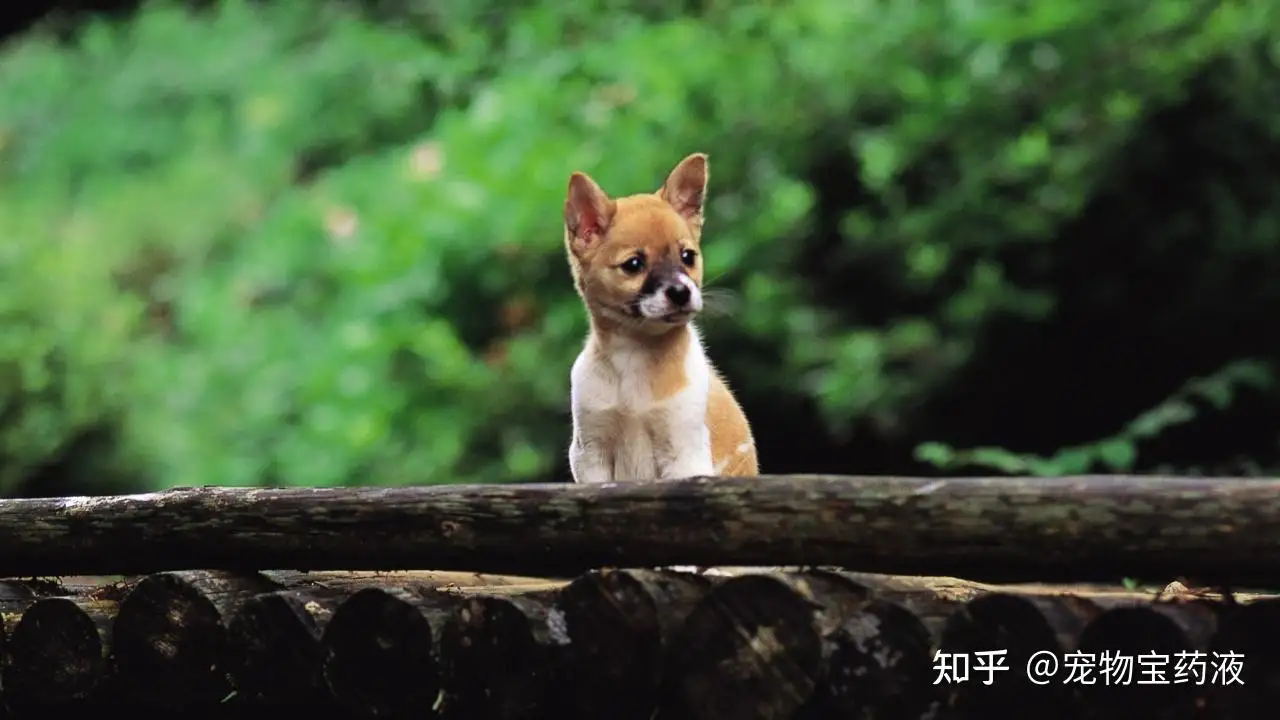 宠物宝药液(宠物宝药液怎么样)