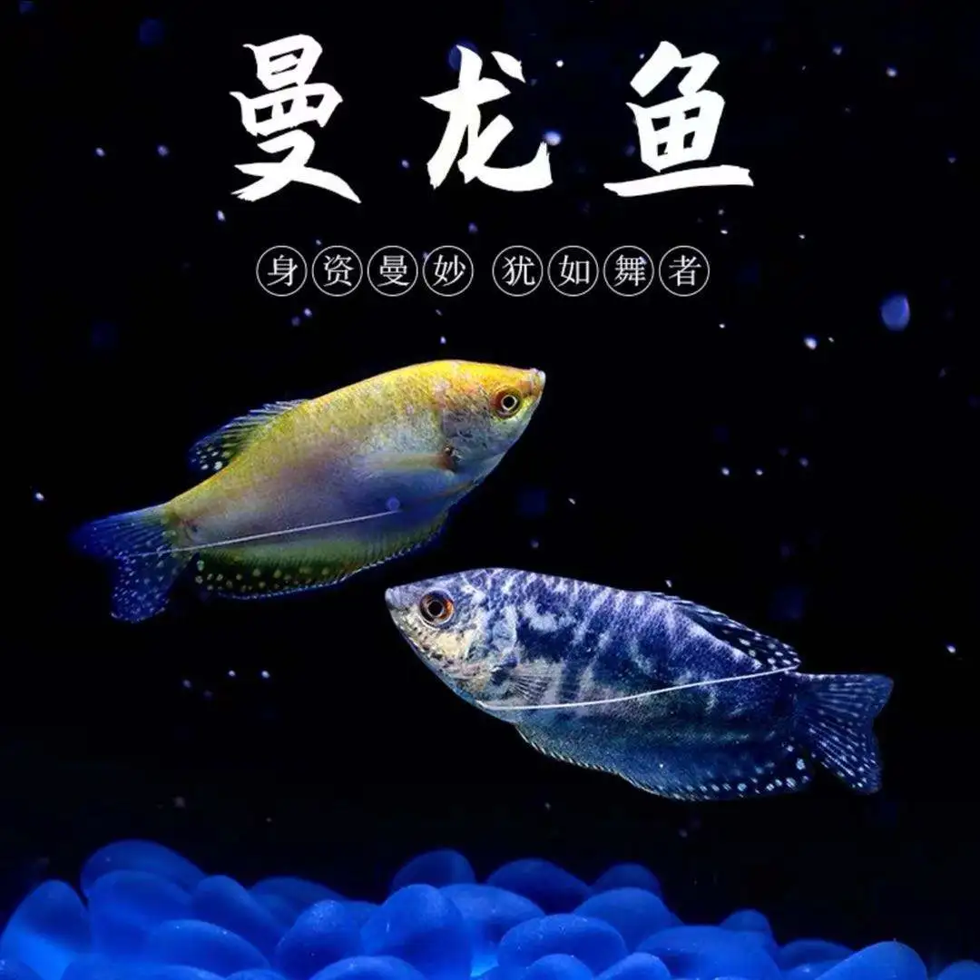 蓝曼龙(蓝曼龙鱼能长多大)