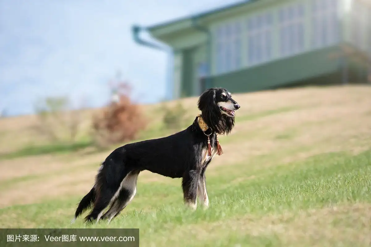 萨路基犬(萨路基犬最好看的颜色)