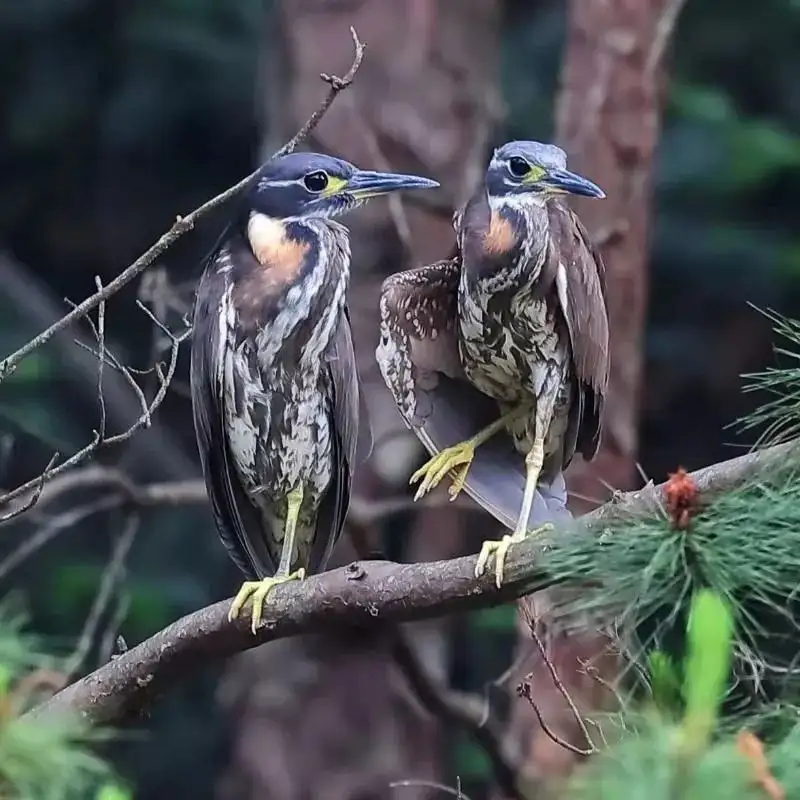 海南虎斑鳽(海南虎斑鳽怎么读)