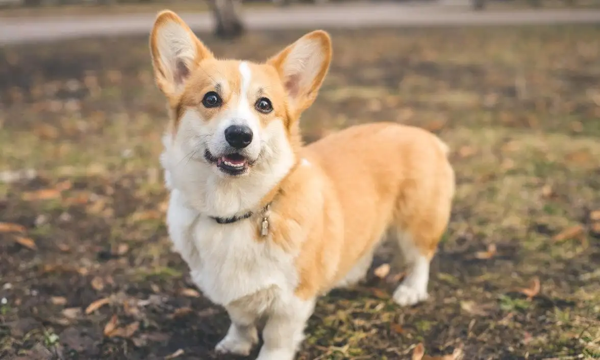 包含柯基犬最开始是干什么用的的词条