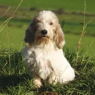 迷你贝吉格里芬凡丁犬(迷你贝吉格里芬凡丁犬图片)