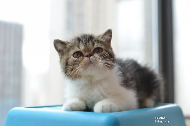 宠物小猫(宠物小猫抓伤了一点出血需要打针吗)