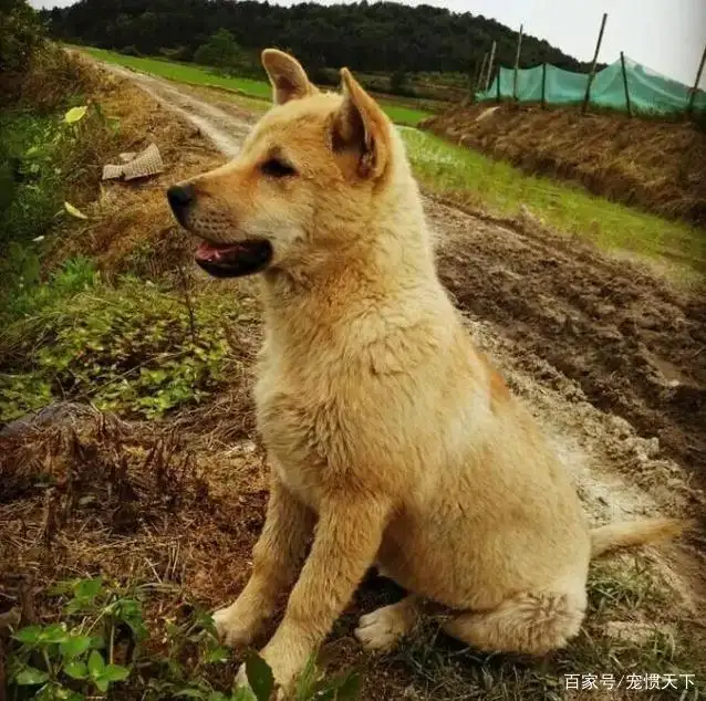 大黄狗(大黄狗护航队)