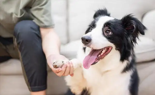 边境牧羊犬吃什么(边境牧羊犬吃什么零食)