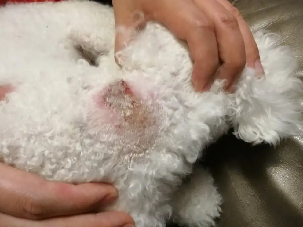 犬皮肤病(犬皮肤病显微镜图片)