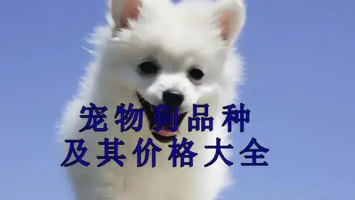 宠物狗的名字大全(宠物狗的名字大全起名)