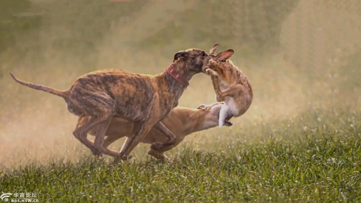 细犬撵兔(细犬撵兔图片)