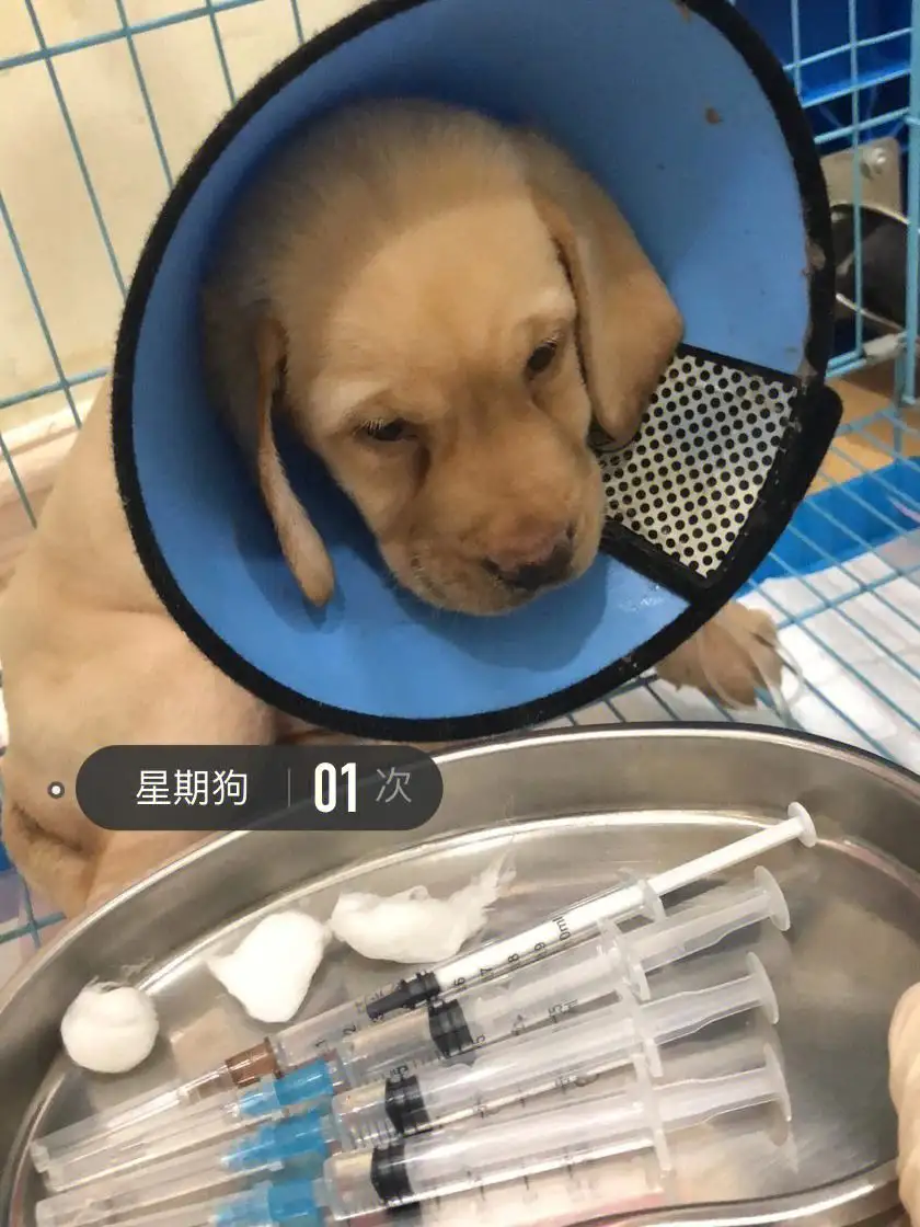 犬瘟热治疗费用(犬瘟热治疗费用高吗)