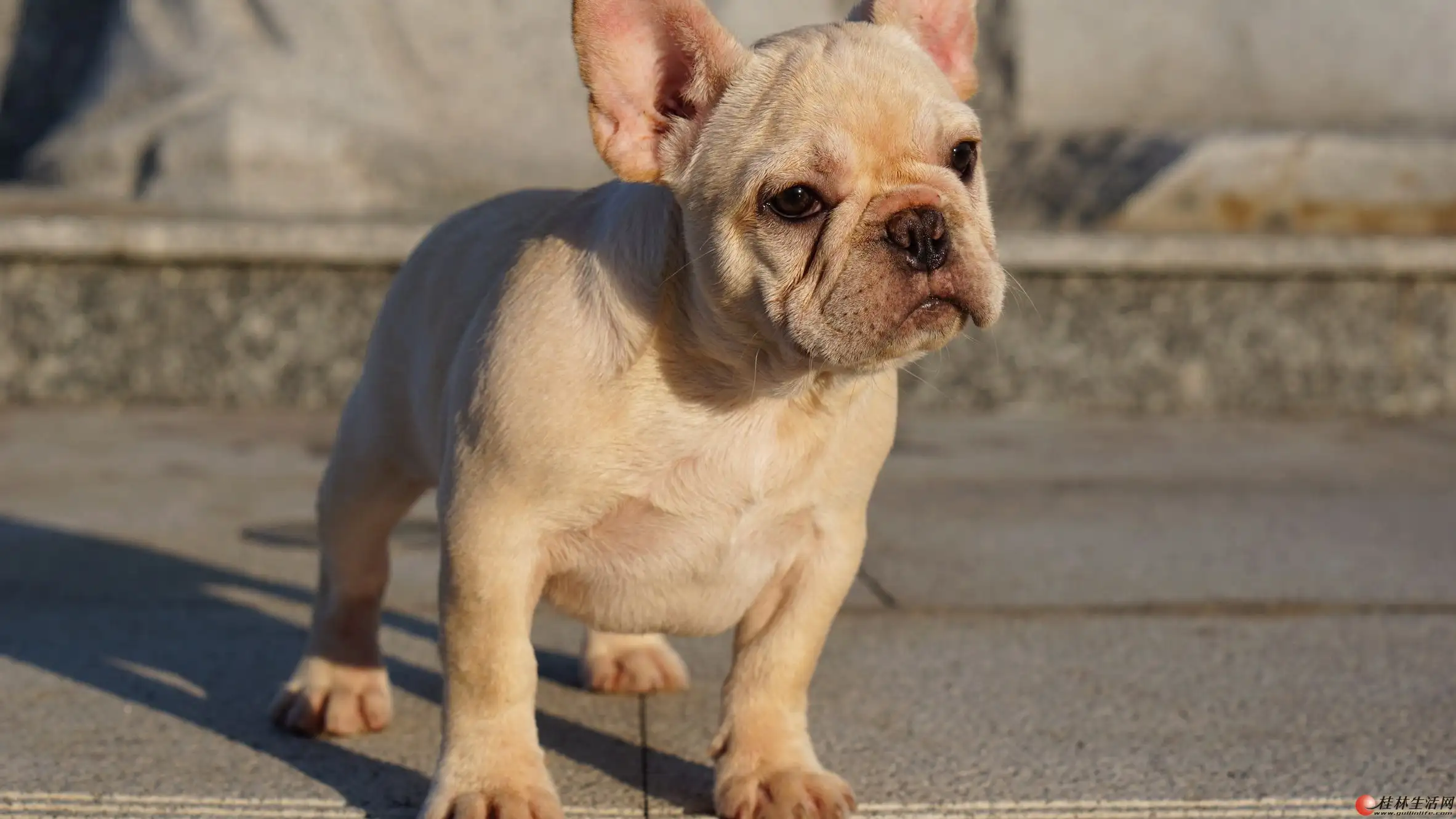 奶油犬(奶油犬酱古牧)