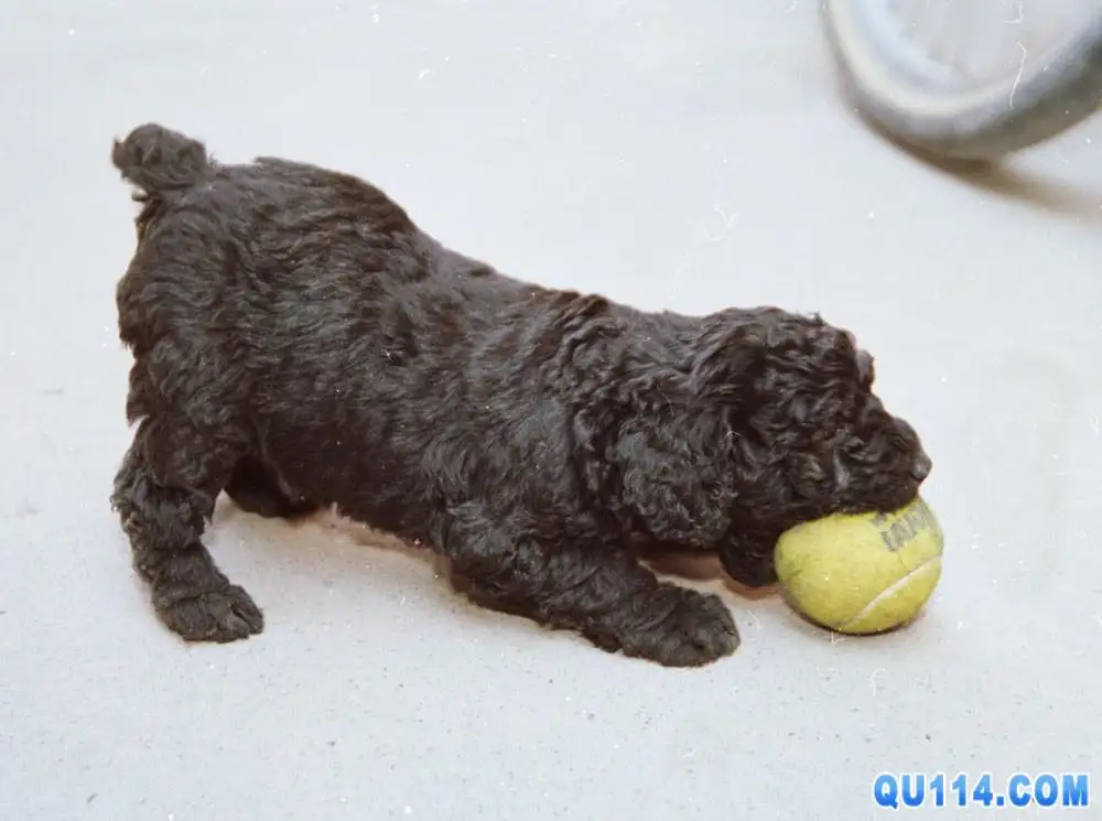 匈牙利牧羊犬(匈牙利牧羊犬可以当警犬吗)