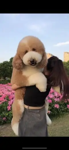 贵妇犬多少钱(贵妇犬多少钱一只?)