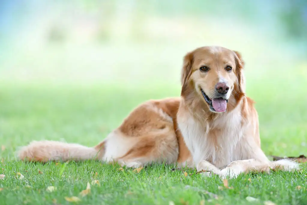 金毛猎犬(金毛犬图片)