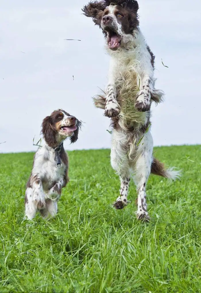 英国跳猎犬(英国跳猎犬适合家养吗)