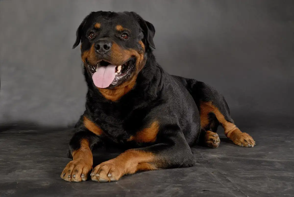 洛威拿犬(罗威纳犬图片)