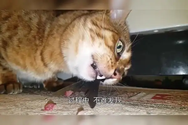 猫吃鱼会不会被鱼刺卡住(猫吃鱼会不会被鱼刺卡住了)