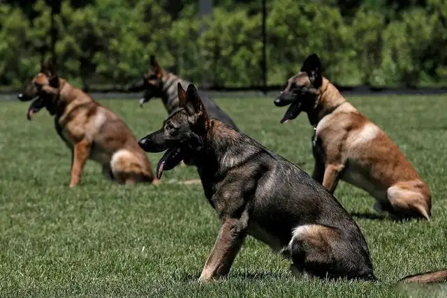 首只警用克隆犬(首只警用克隆犬多少钱)