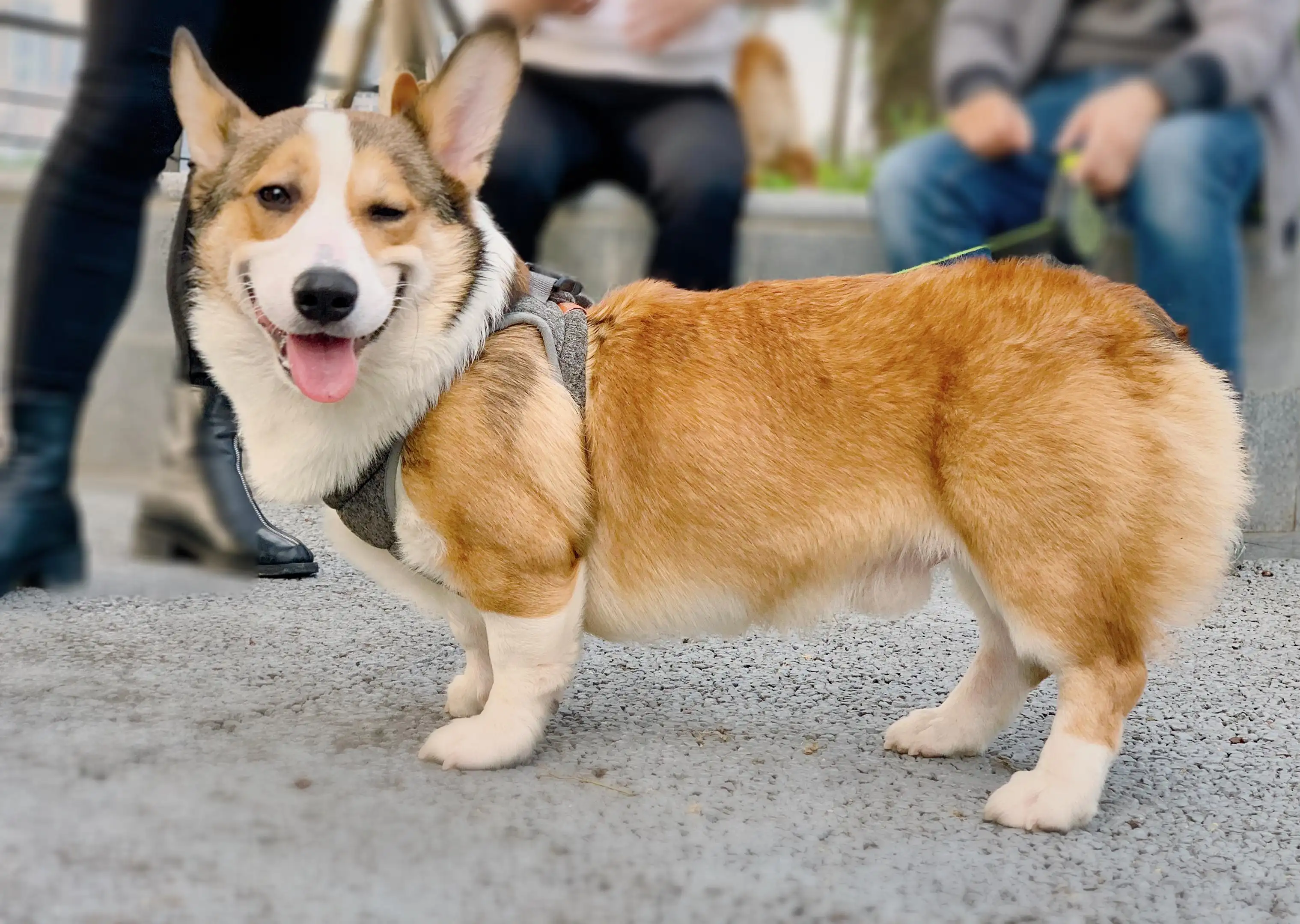 柯基犬(柯基犬多少钱一只)