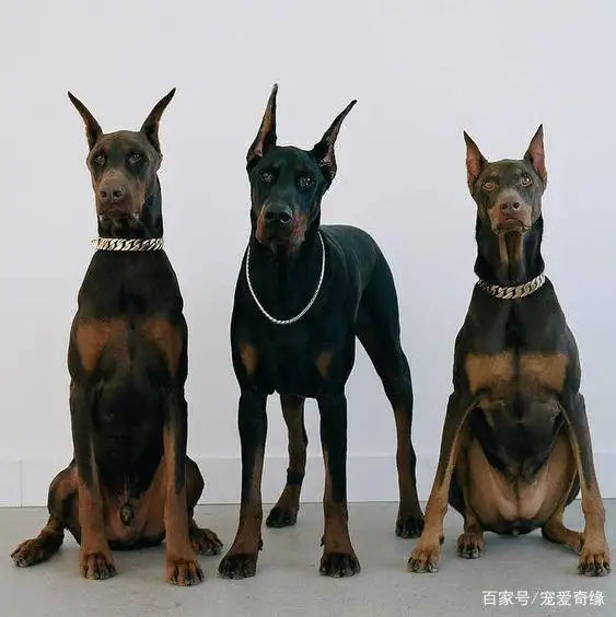 护卫犬哪种好(护卫犬哪种好养)