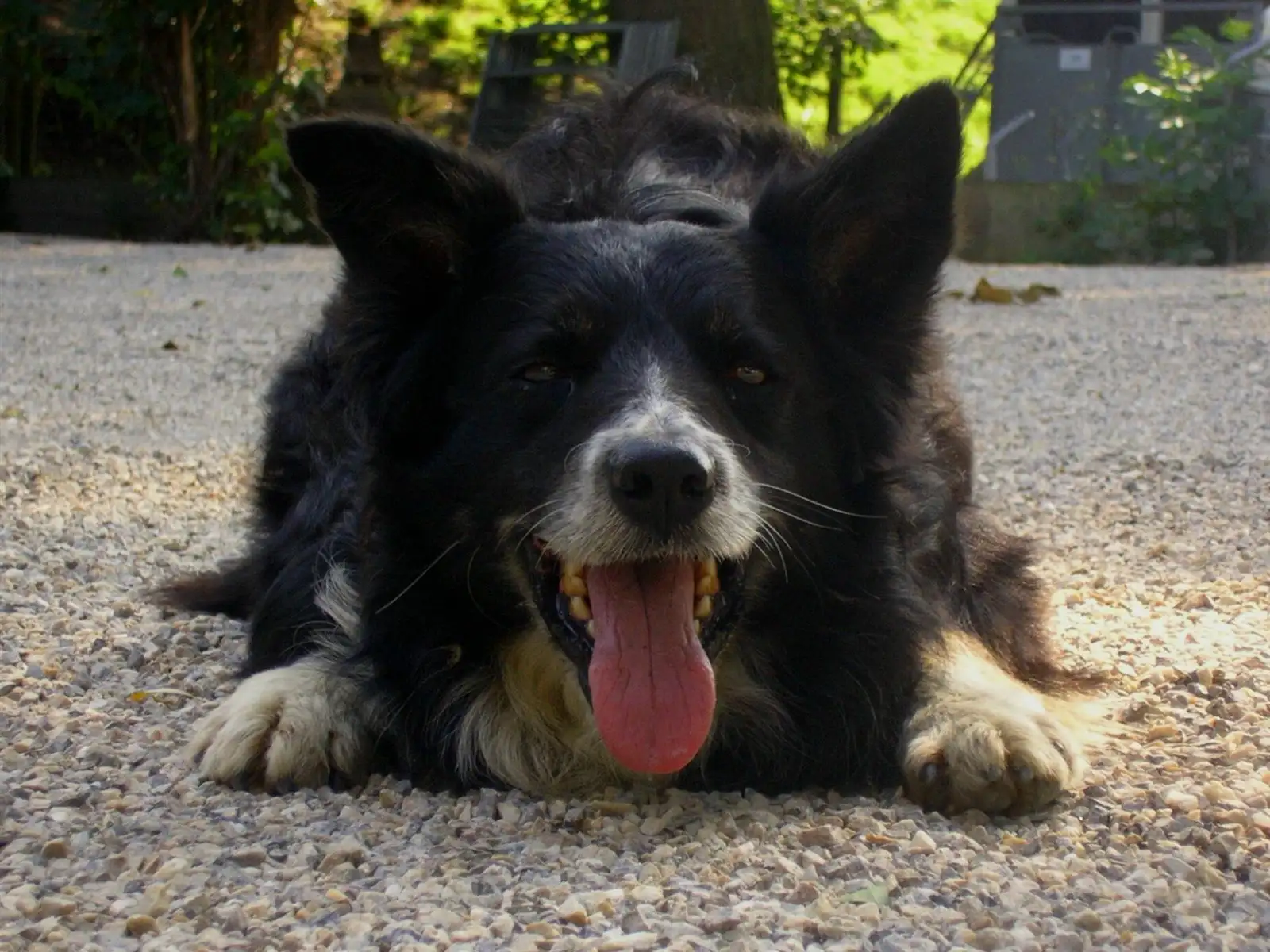 边境犬(边境犬种类)