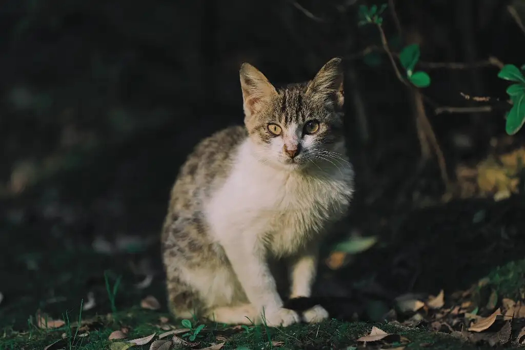 小野猫(小野猫的情侣网名是什么)