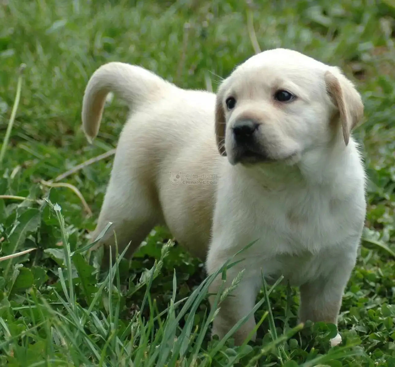 拉不拉多犬(拉不拉多犬介绍)