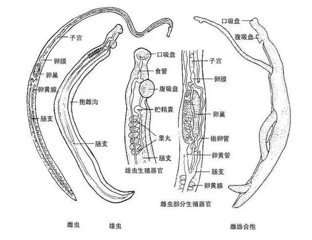 日本血吸虫(日本血吸虫成虫主要寄生于人体哪一部位)