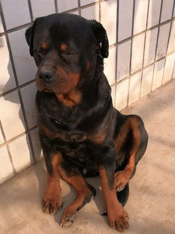 罗威纳犬打架(罗威纳犬打架视频 罗威纳犬vs藏獒打架)