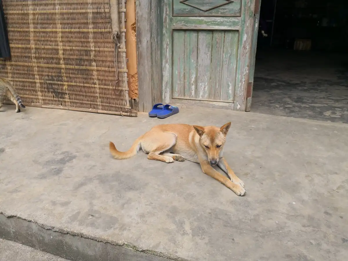 看门犬(看门犬侠)