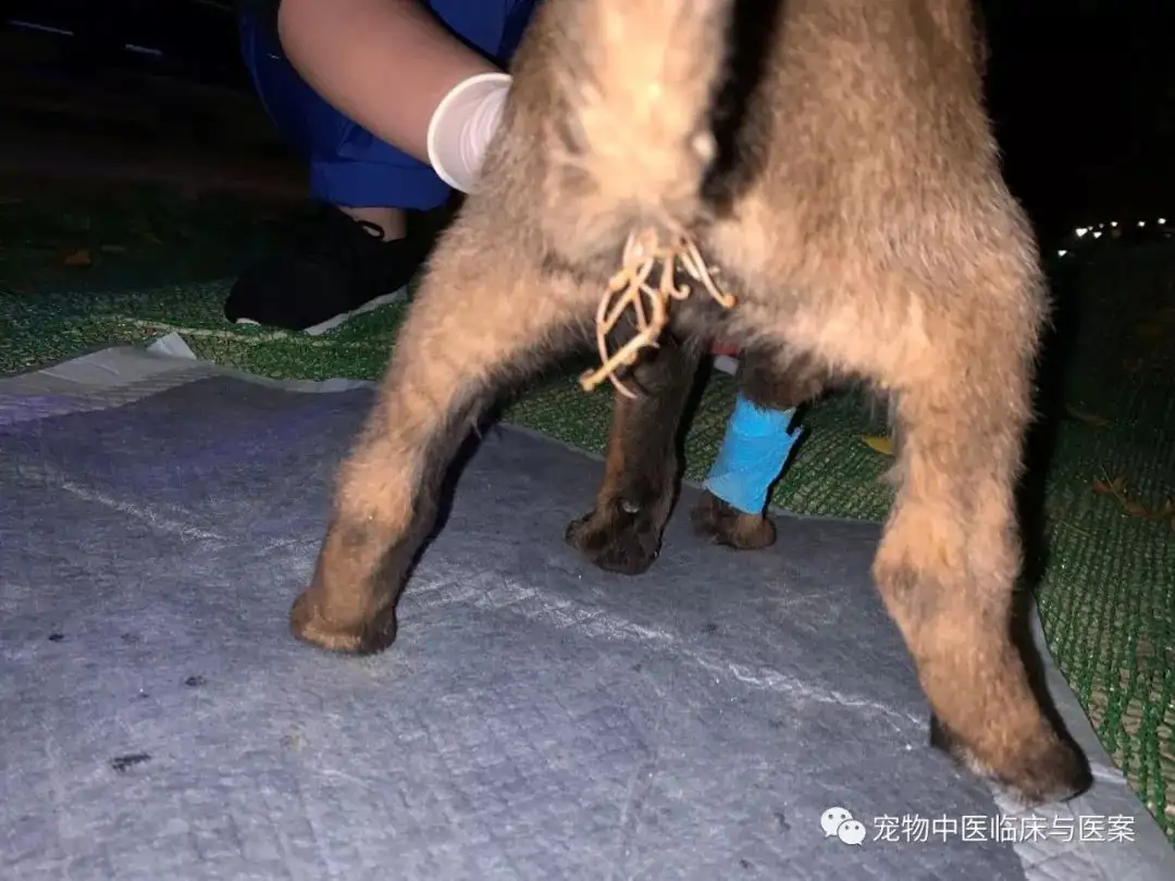 犬细小病(犬细小病毒治疗最快最好的办法)