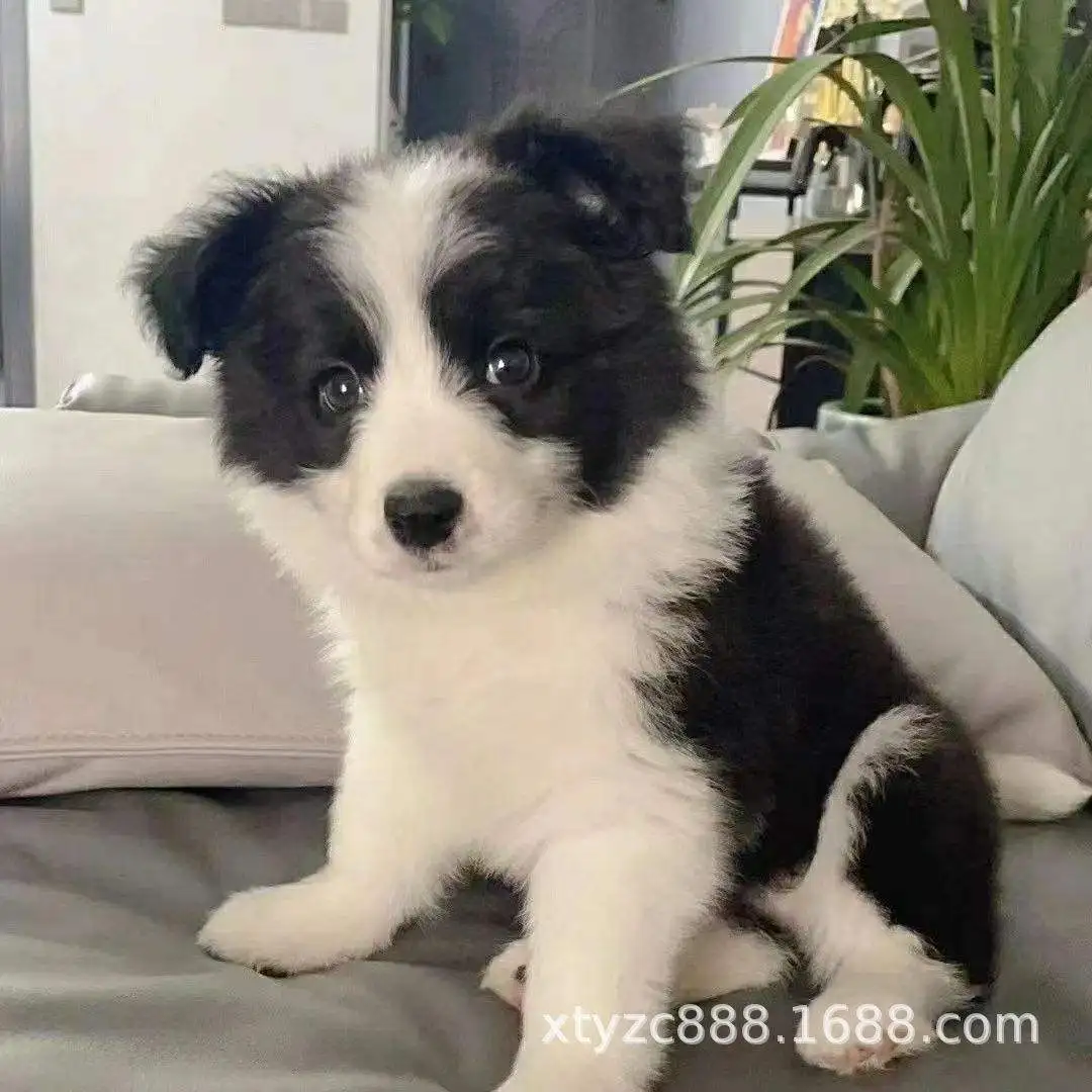 边境犬(边境犬种类)