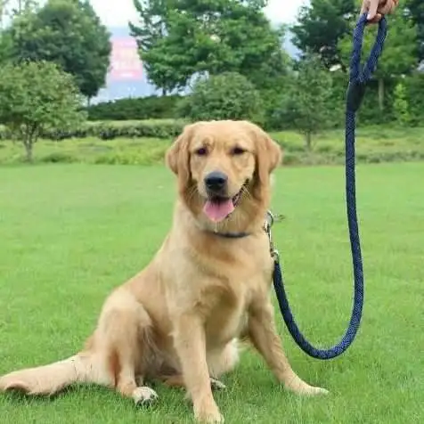 金毛猎犬价格(金毛猎犬的赏玩与训练)