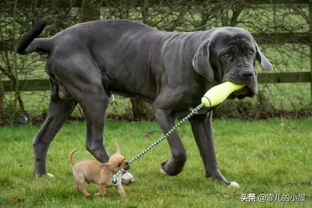 阿根廷獒犬(阿根廷獒犬适合家养吗)